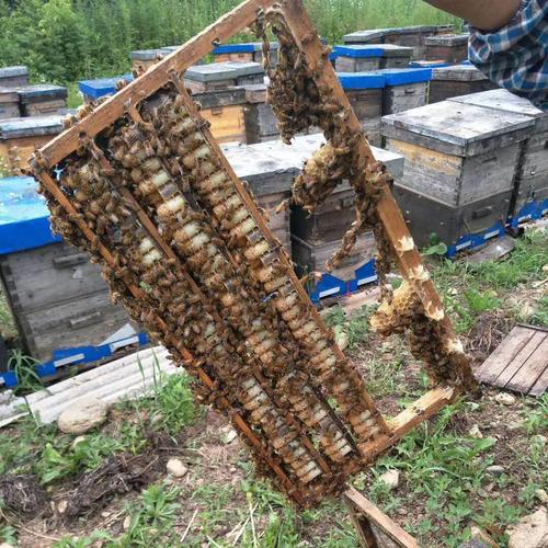 好货如云 蜂王浆 净含量:500g 包装方式:食用农产品 品牌:other/其他